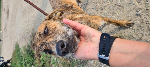 Ambra: cucciola di 8 mesi con gli occhi  il manto color dell'ambra Foto 3